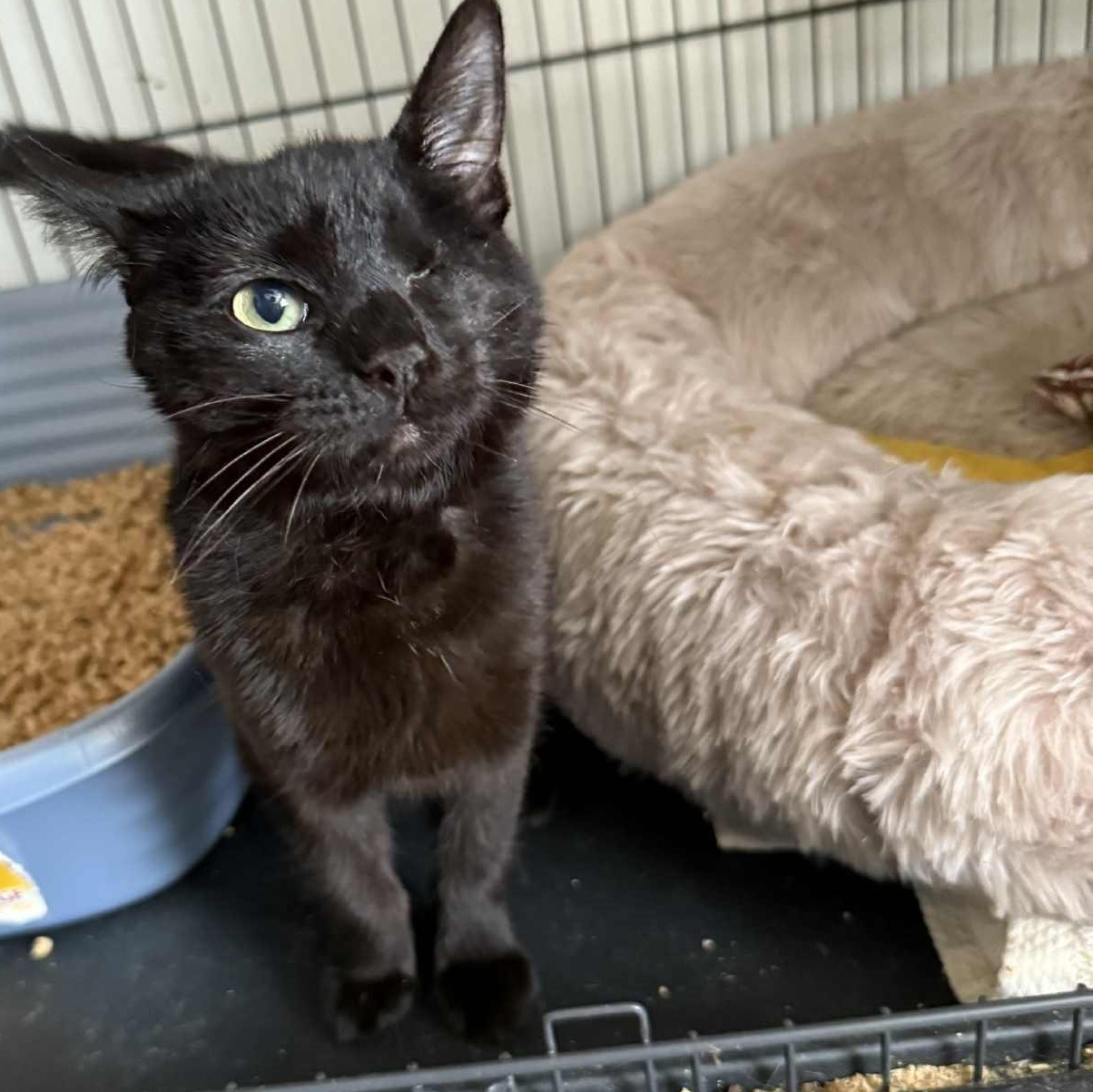 Amelia (one eye), adopted, Kitten Female Domestic Short Hair.