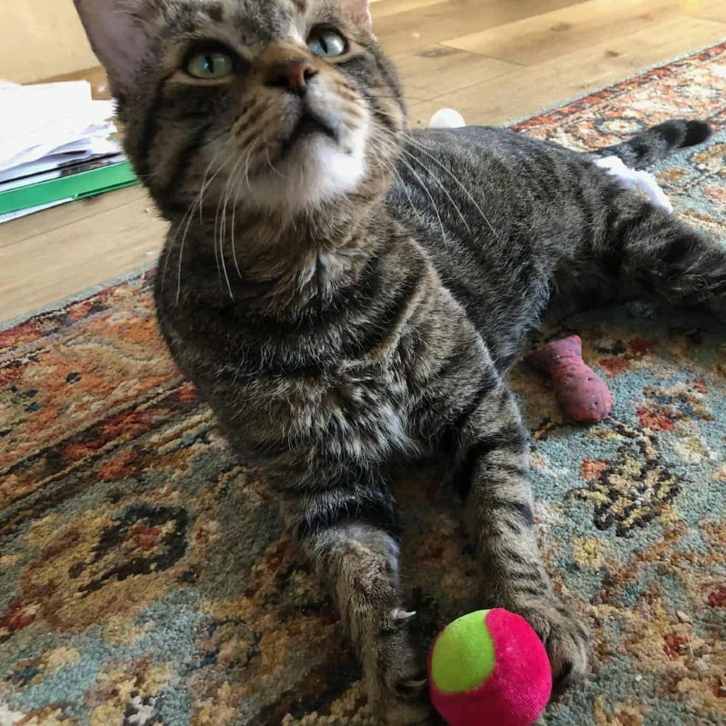 Oliver, Adoptable, Senior Male Domestic Short Hair.