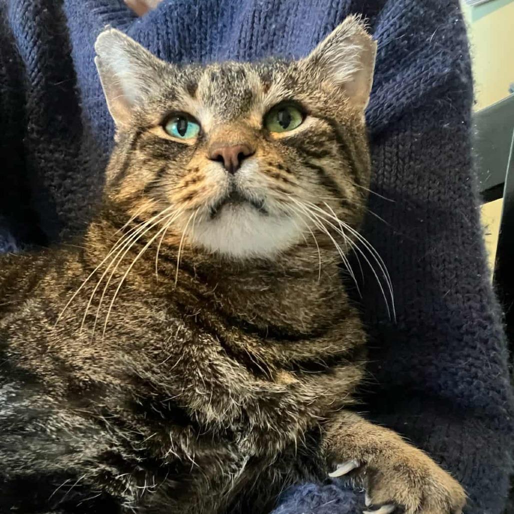 Enlarge Oliver, a Adoptable Domestic Short Hair in Reisterstown, MD image 2/6