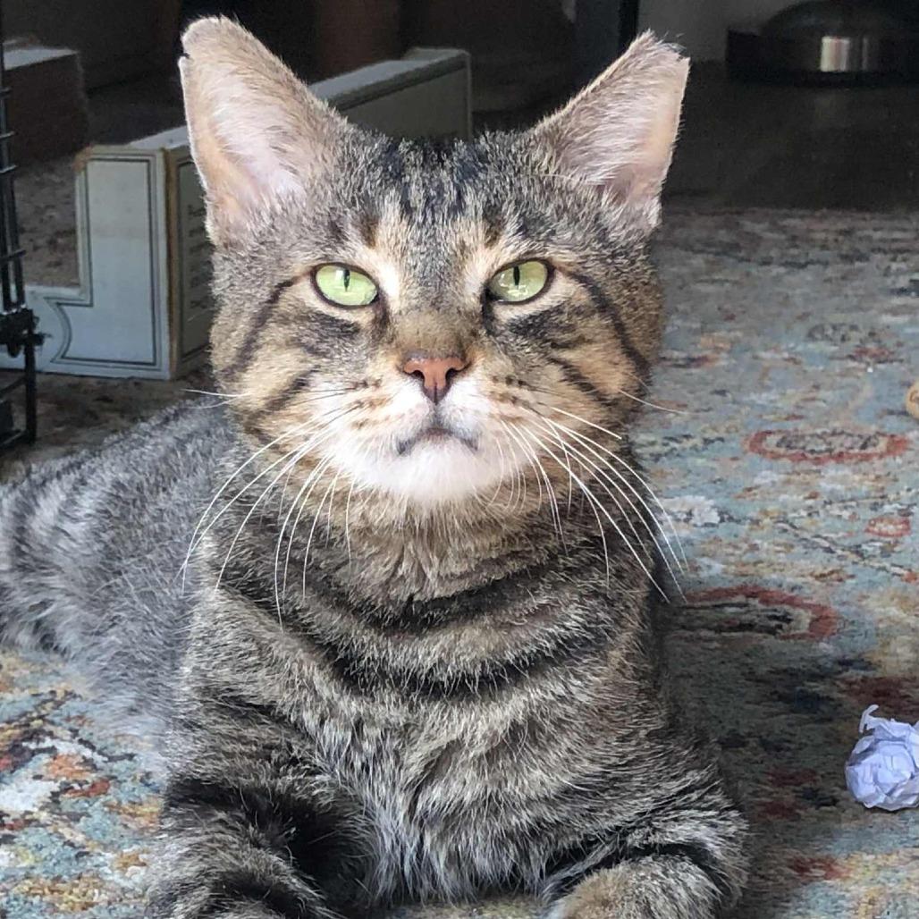 Oliver — thumbnail 3