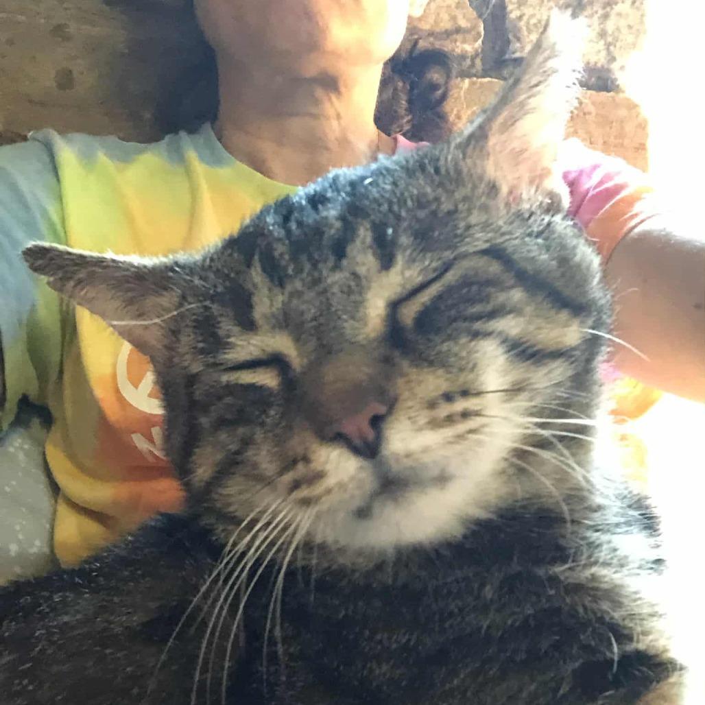 Enlarge Oliver, a Adoptable Domestic Short Hair in Reisterstown, MD image 4/6