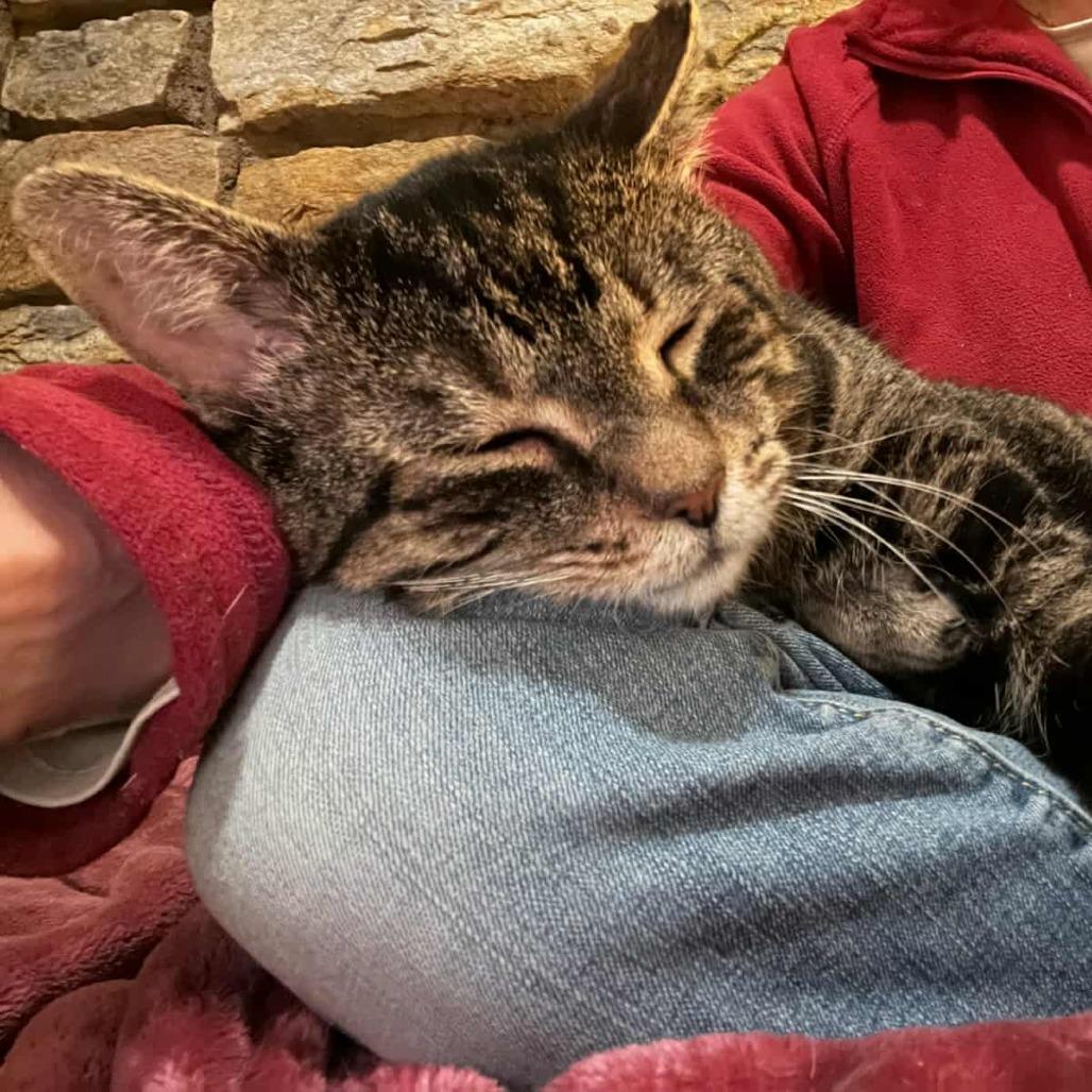 Enlarge Oliver, a Adoptable Domestic Short Hair in Reisterstown, MD image 5/6