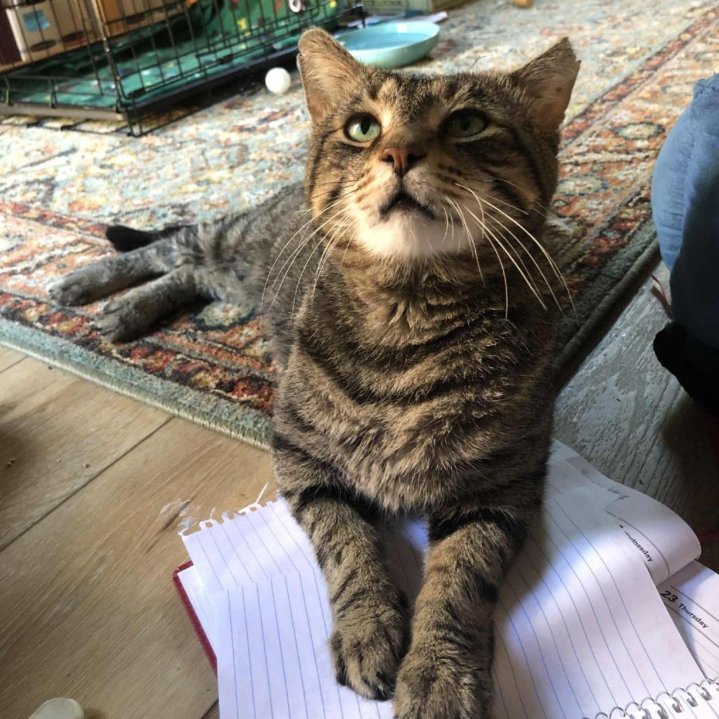 Oliver — thumbnail 6