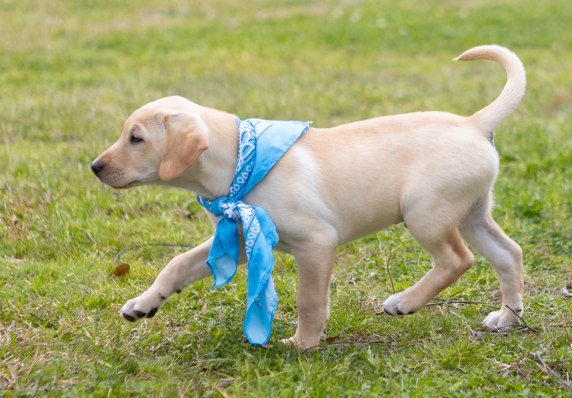 Enlarge Noel, a Adopted mixed breed in Zachary, LA image 6/6