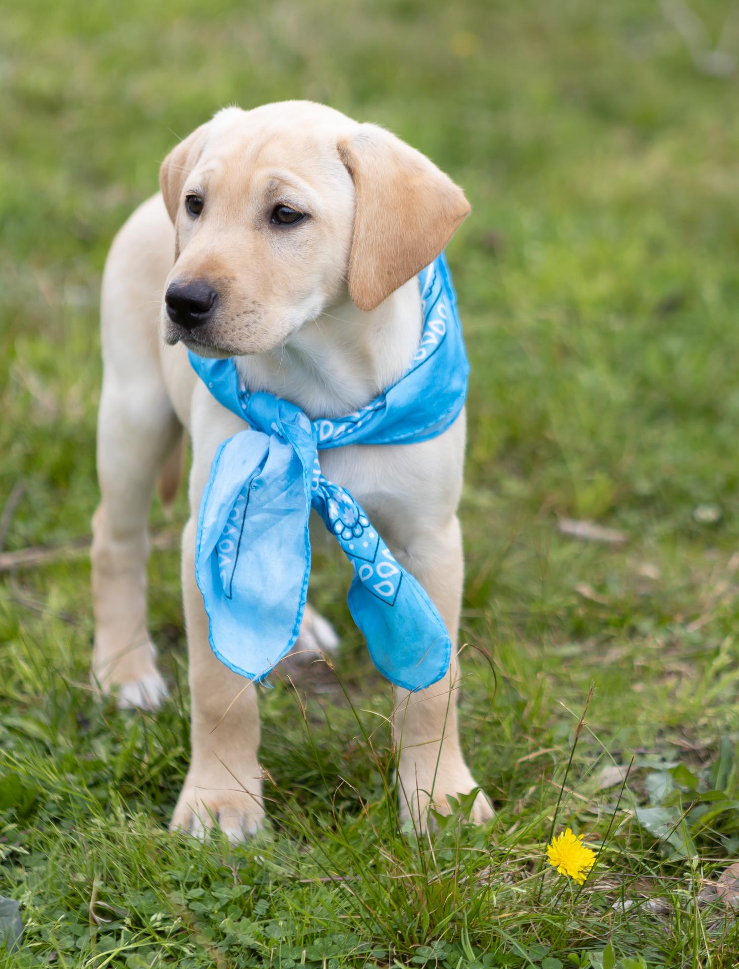 Enlarge Noel, a Adopted mixed breed in Zachary, LA image 3/6