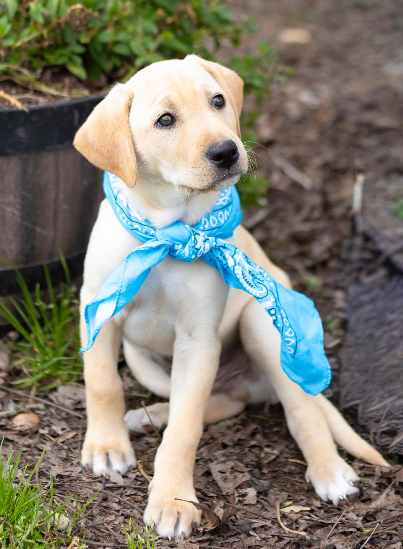 Enlarge Noel, a Adopted mixed breed in Zachary, LA image 1/6