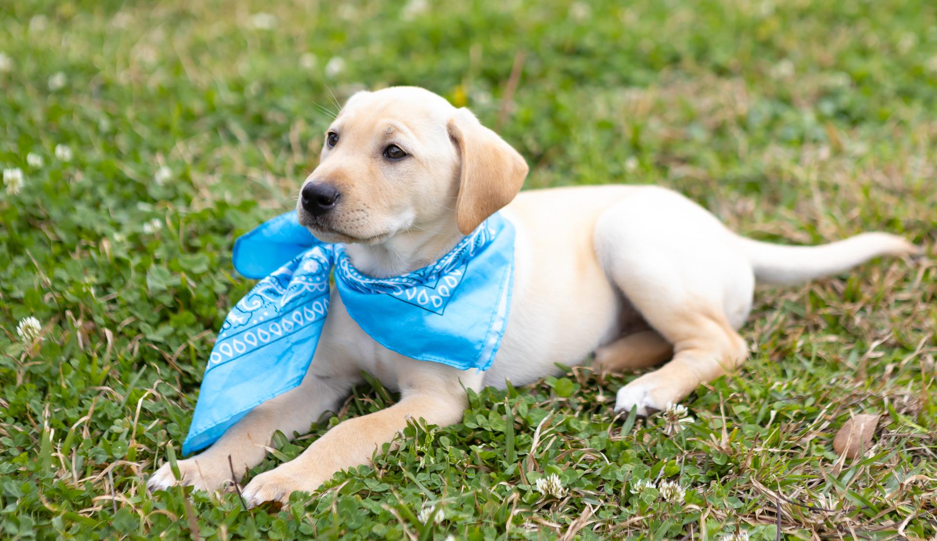 Enlarge Noel, a Adopted mixed breed in Zachary, LA image 2/6