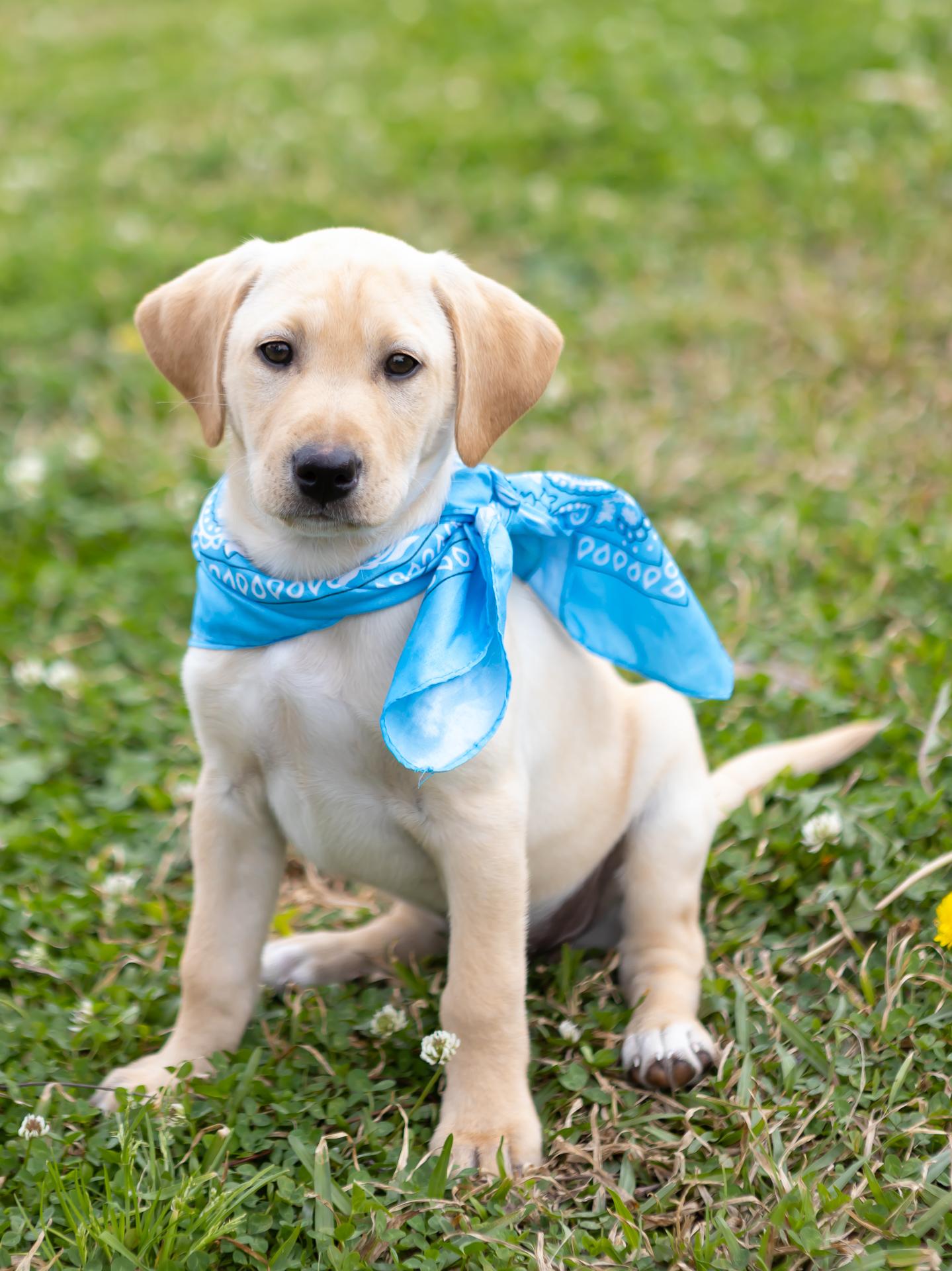 Enlarge Noel, a Adopted mixed breed in Zachary, LA image 5/6