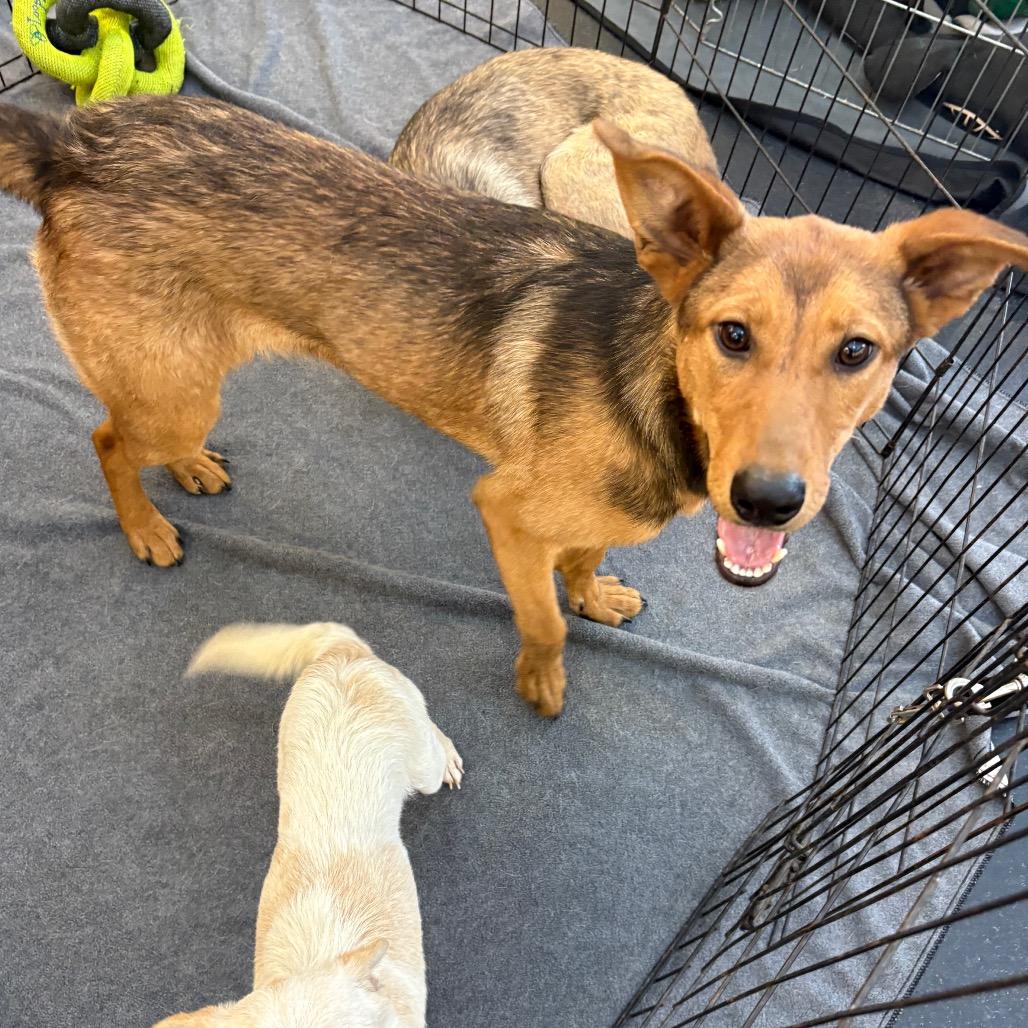 Enlarge Chutney, a Adoptable Mixed Breed in Ione, CA image 1/6
