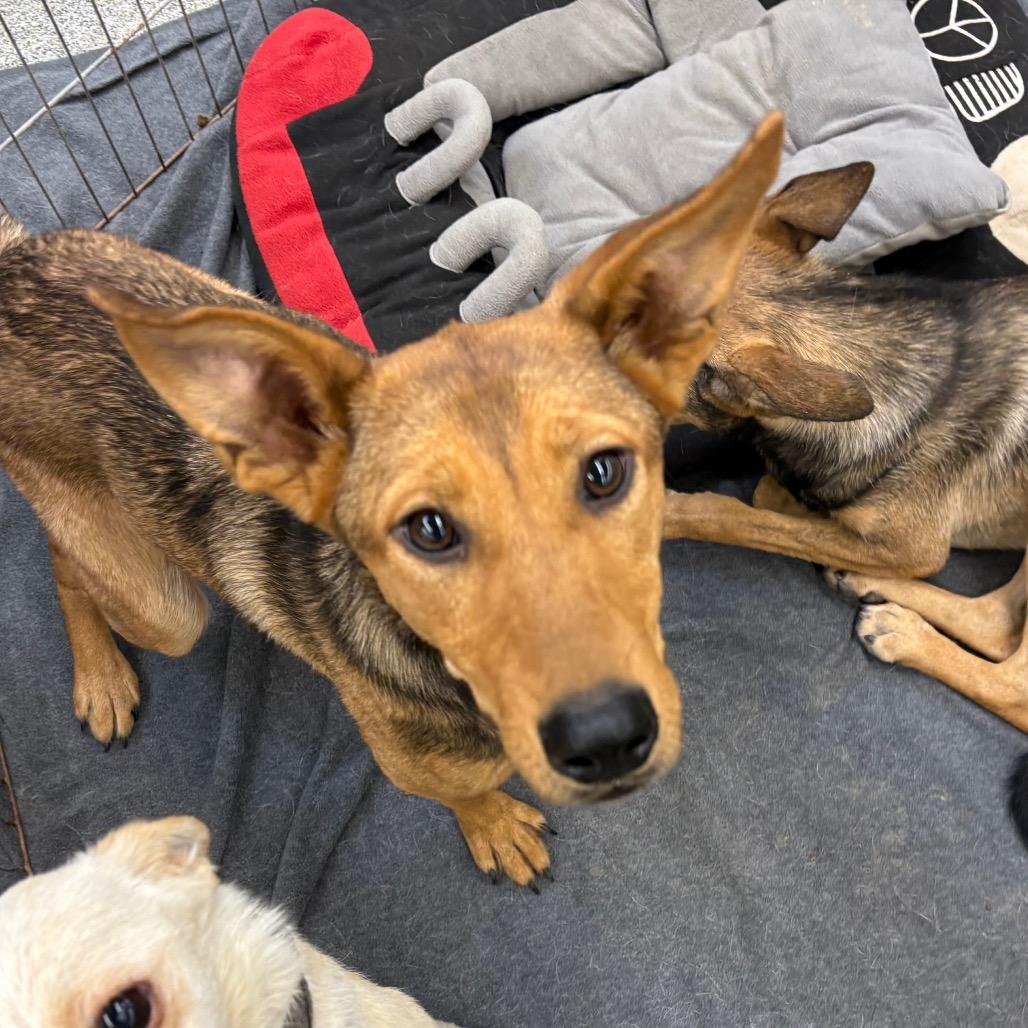Enlarge Chutney, a Adoptable Mixed Breed in Ione, CA image 2/6