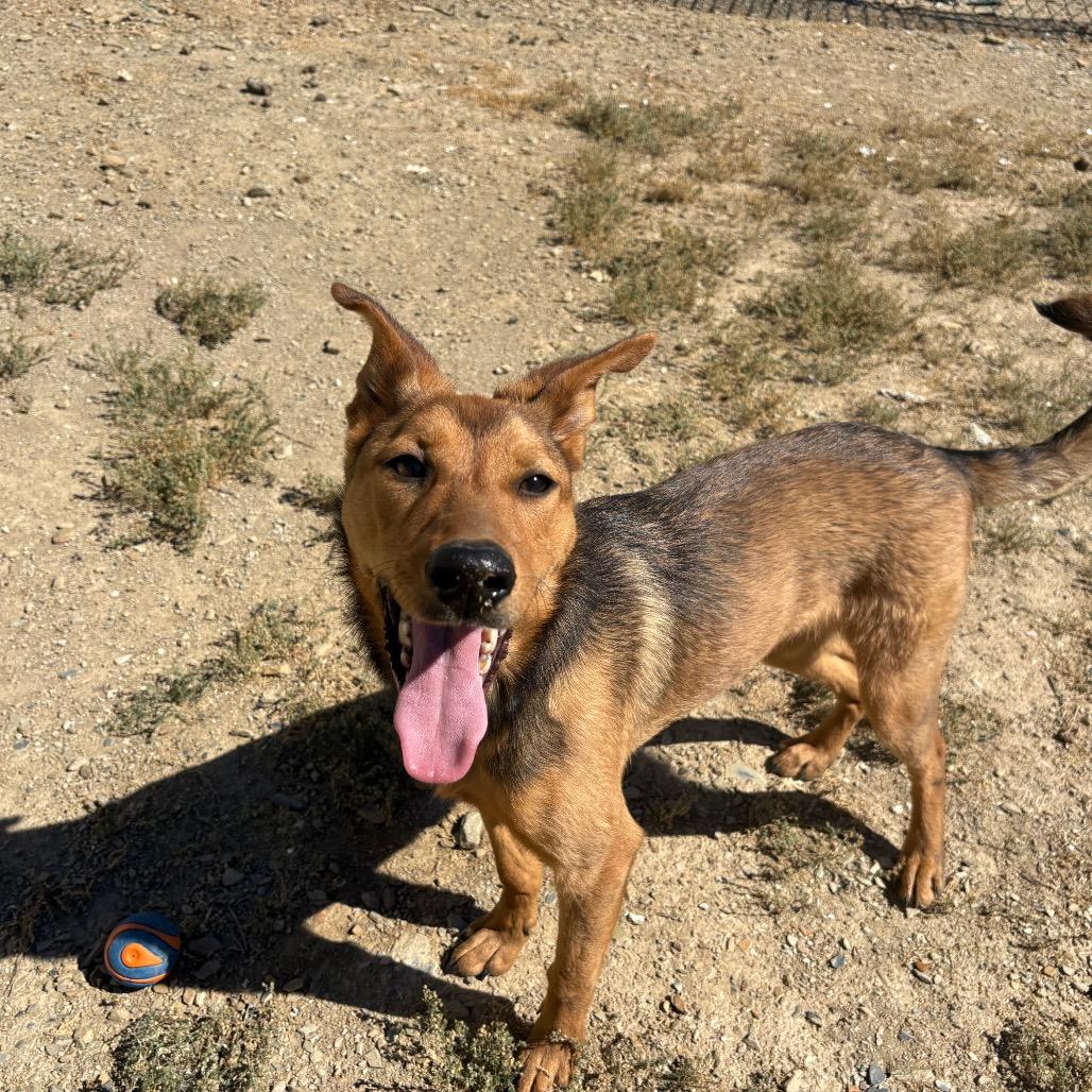 Enlarge Chutney, a Adoptable Mixed Breed in Ione, CA image 3/6