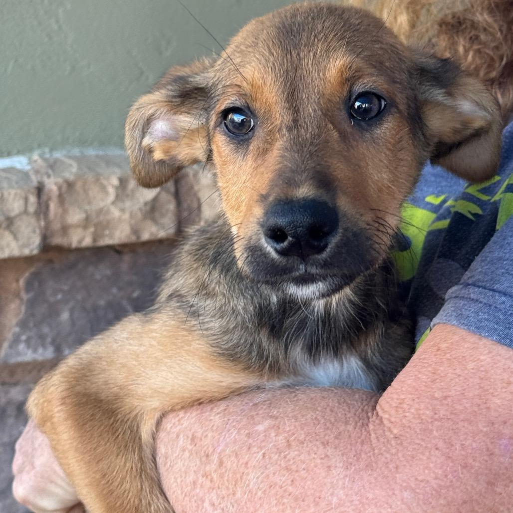 Enlarge Chutney, a Adoptable Mixed Breed in Ione, CA image 4/6