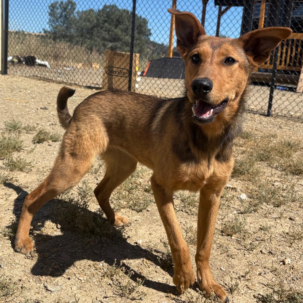 Enlarge Chutney, a Adoptable Mixed Breed in Ione, CA image 5/6