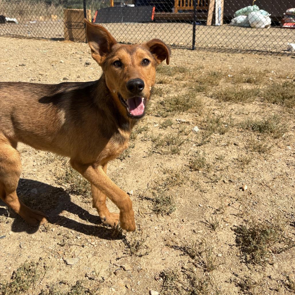 Enlarge Chutney, a Adoptable Mixed Breed in Ione, CA image 6/6