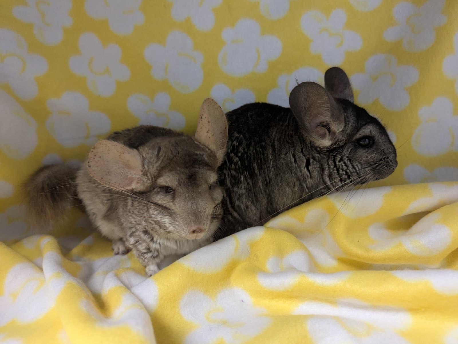 Enlarge Francis & Faith, an adopted Chinchilla in Fountain Valley, CA image 4/4