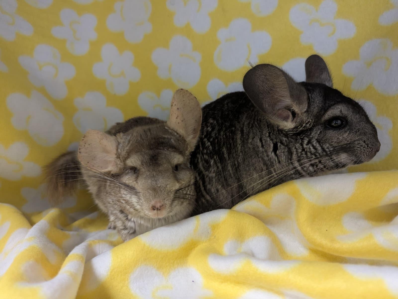 Enlarge Francis & Faith, an adopted Chinchilla in Fountain Valley, CA image 3/4