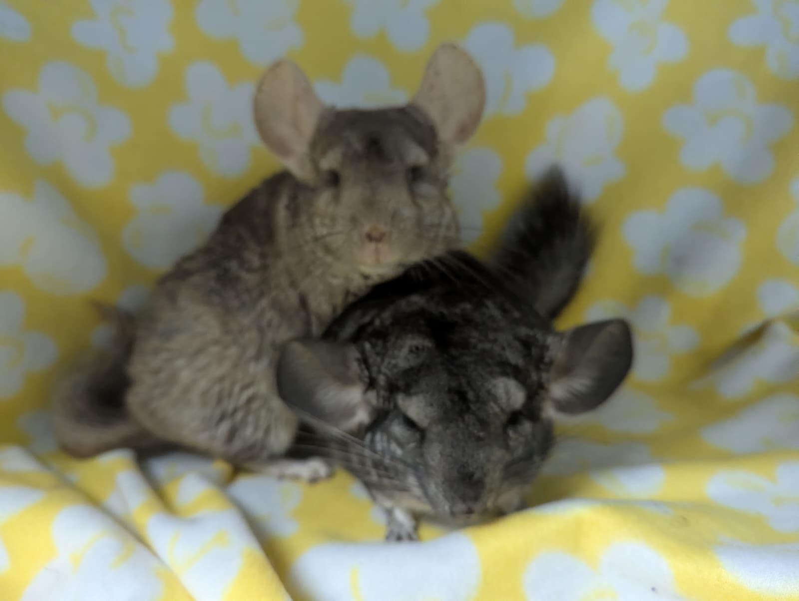 Francis & Faith, adopted, Adult Female Chinchilla.