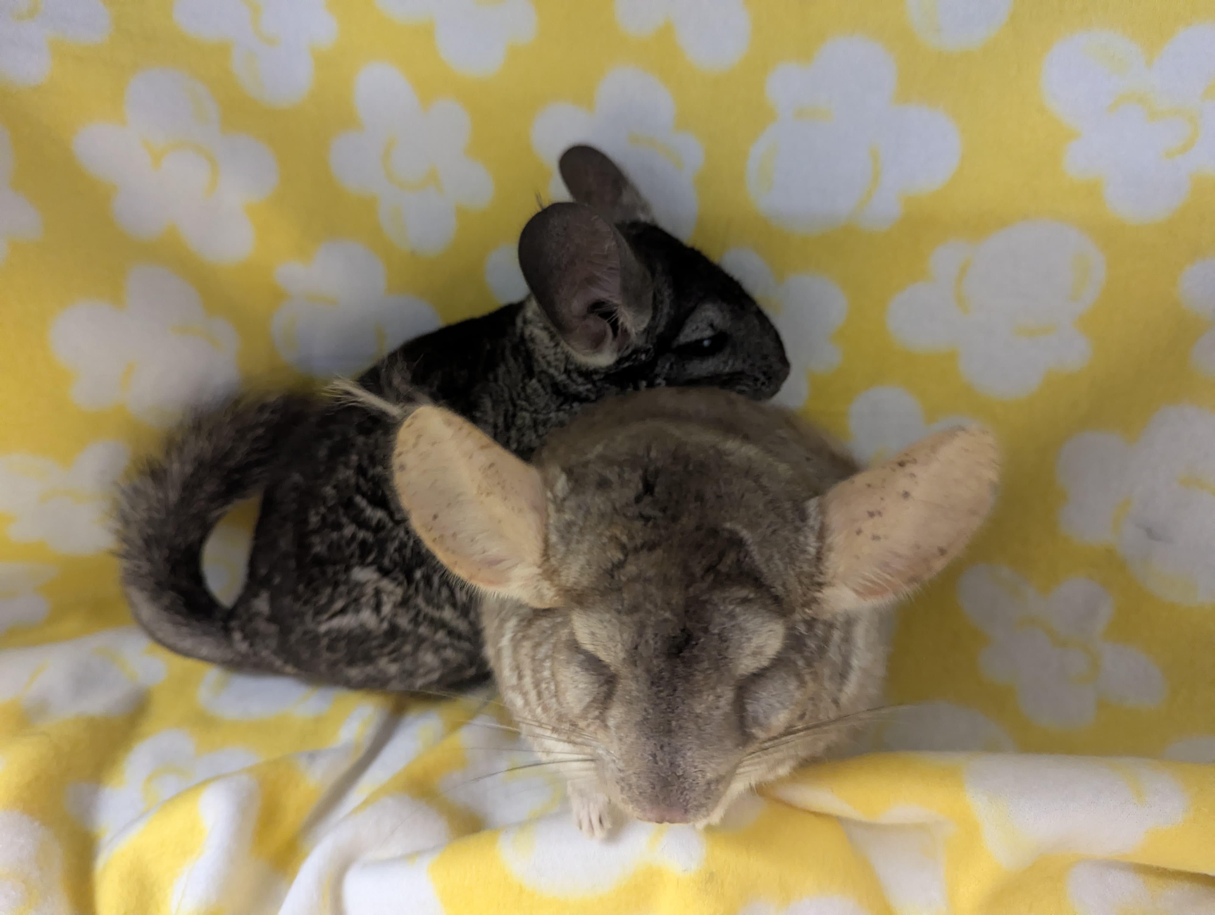 Enlarge Francis & Faith, an adopted Chinchilla in Fountain Valley, CA image 2/4