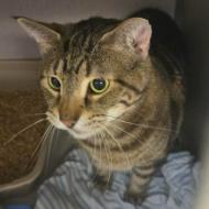 Cricket, Adoptable, Adult Male Domestic Short Hair.