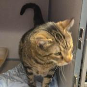 Enlarge Cricket, a Adoptable Domestic Short Hair in Cedar Rapids, IA image 2/2
