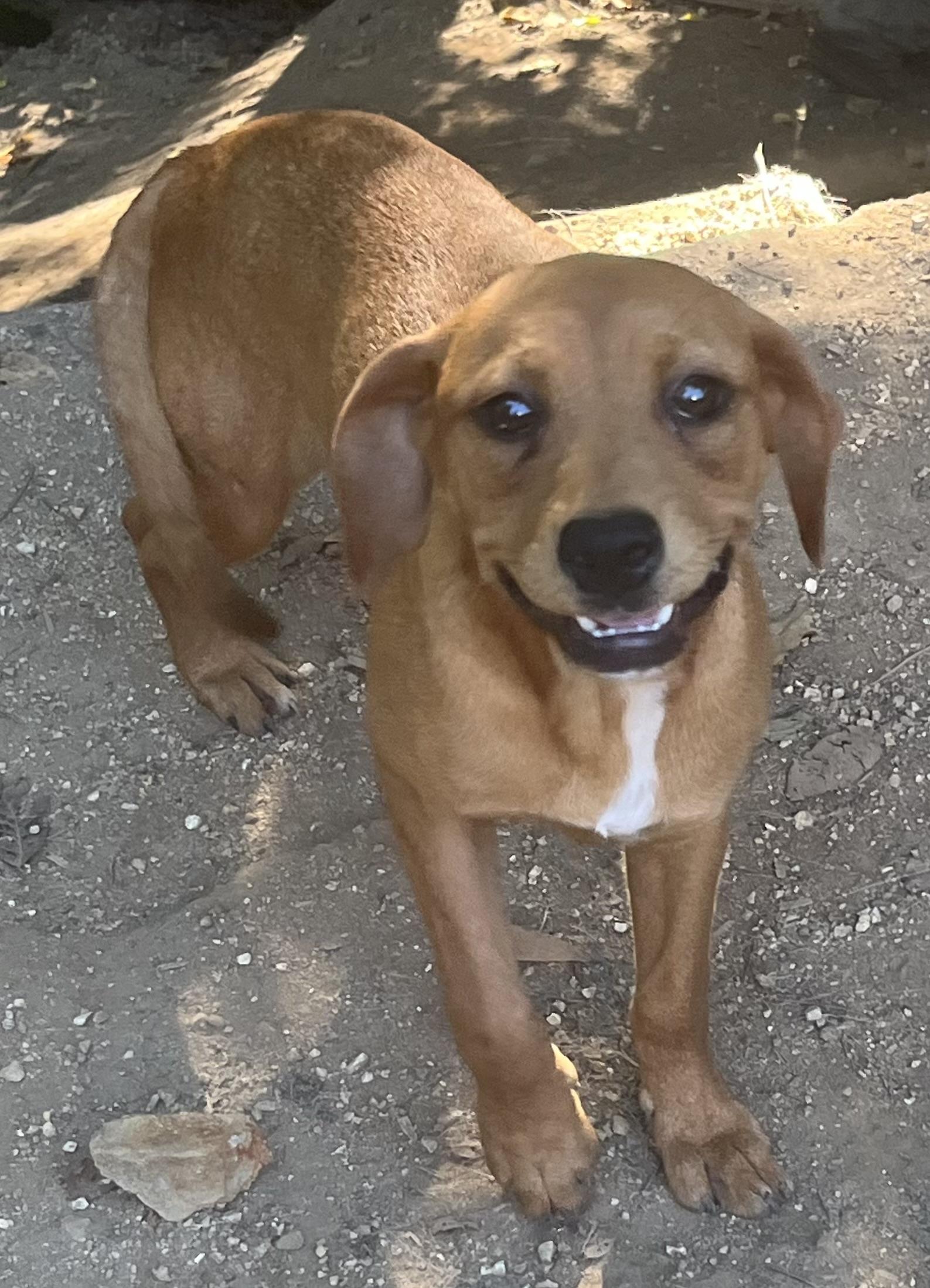 Enlarge Zoey (aka Dumplin'), a Adoptable mixed breed in Rainbow City, AL image 4/4