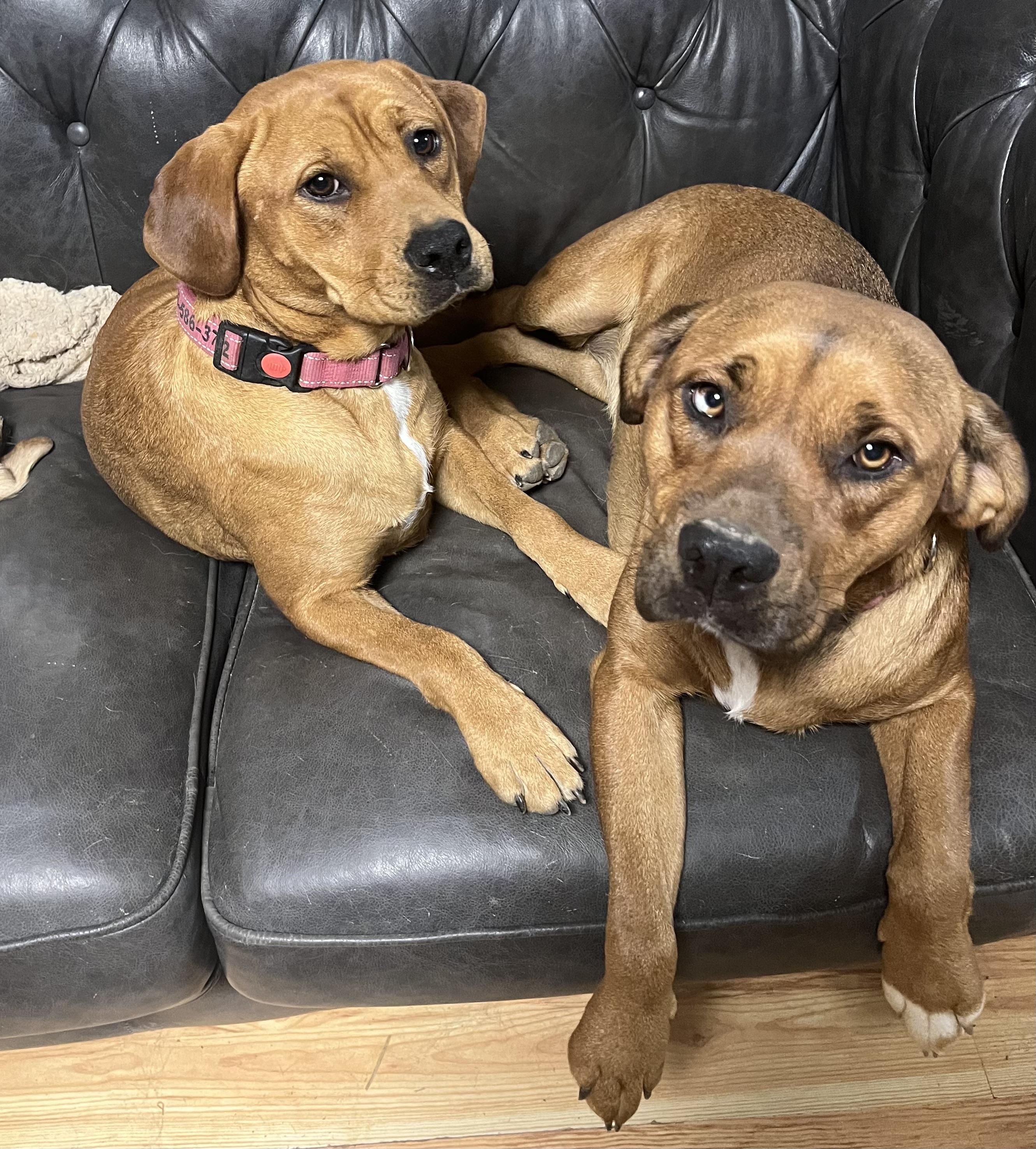 Zoey (aka Dumplin'), Adoptable, Young Female Labrador Retriever & Boxer.