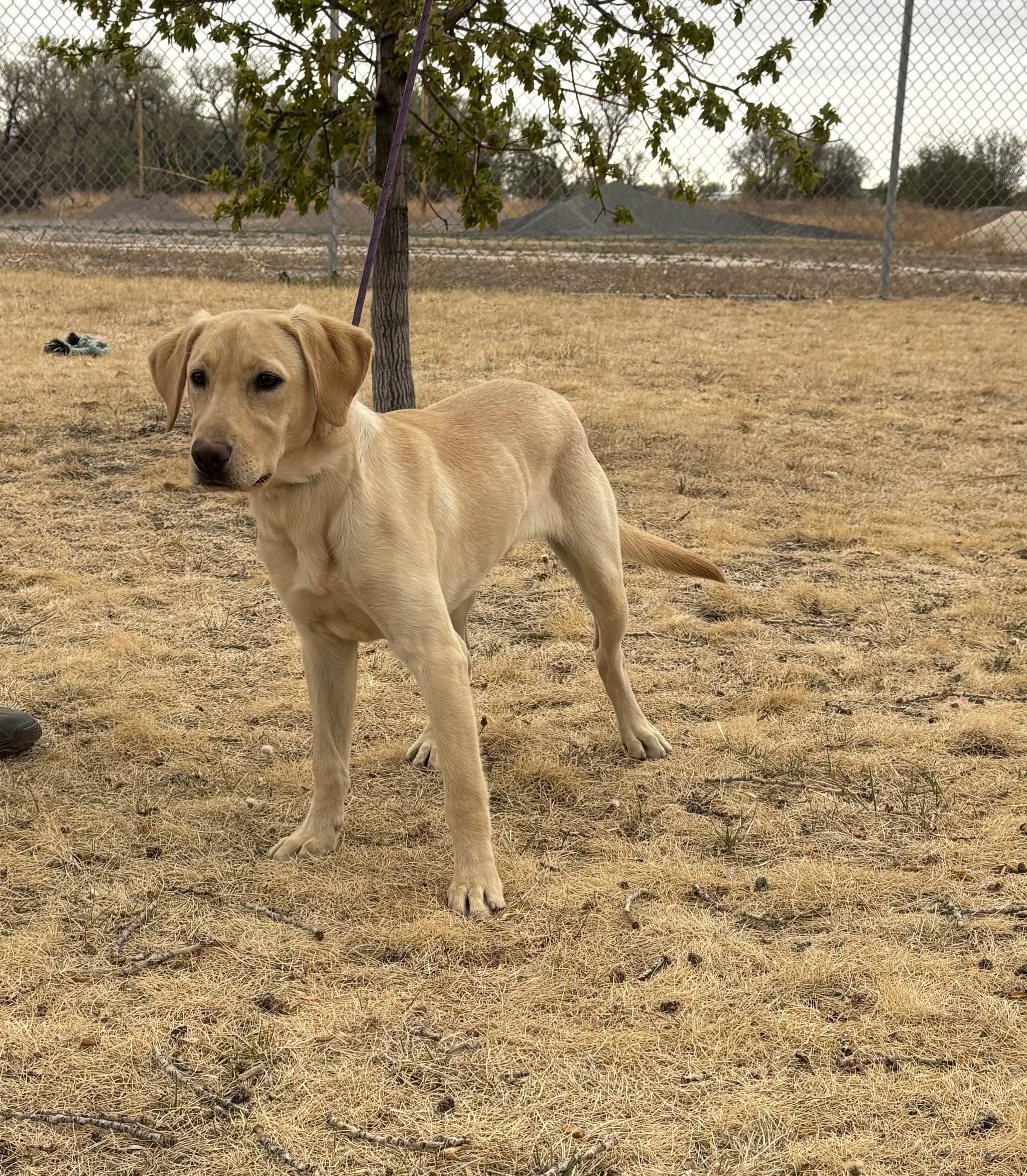 Enlarge Chester, an adopted Labrador Retriever in Torrington, WY image 3/3