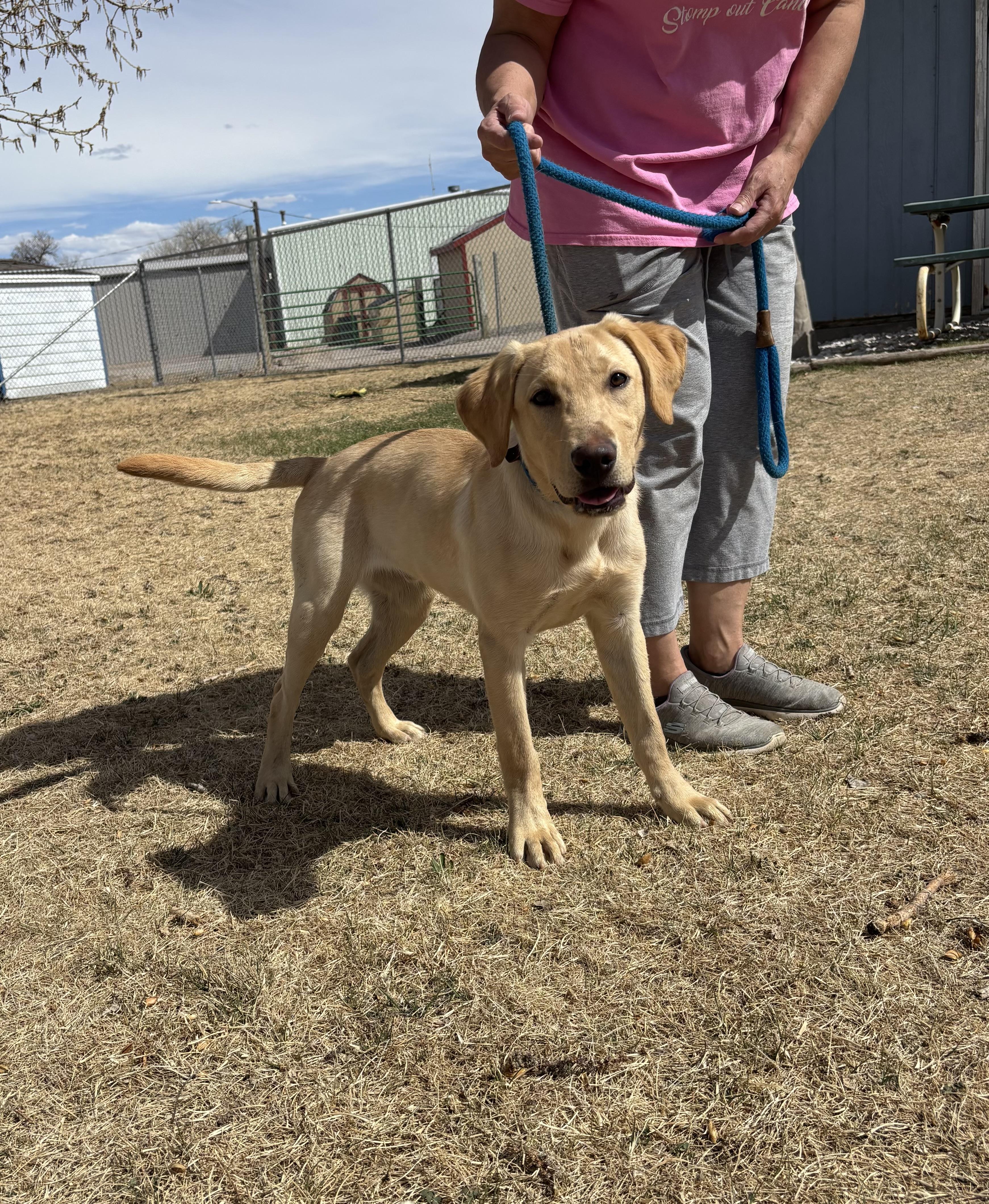 Enlarge Chester, an adoptable Labrador Retriever in Torrington, WY image 3/3