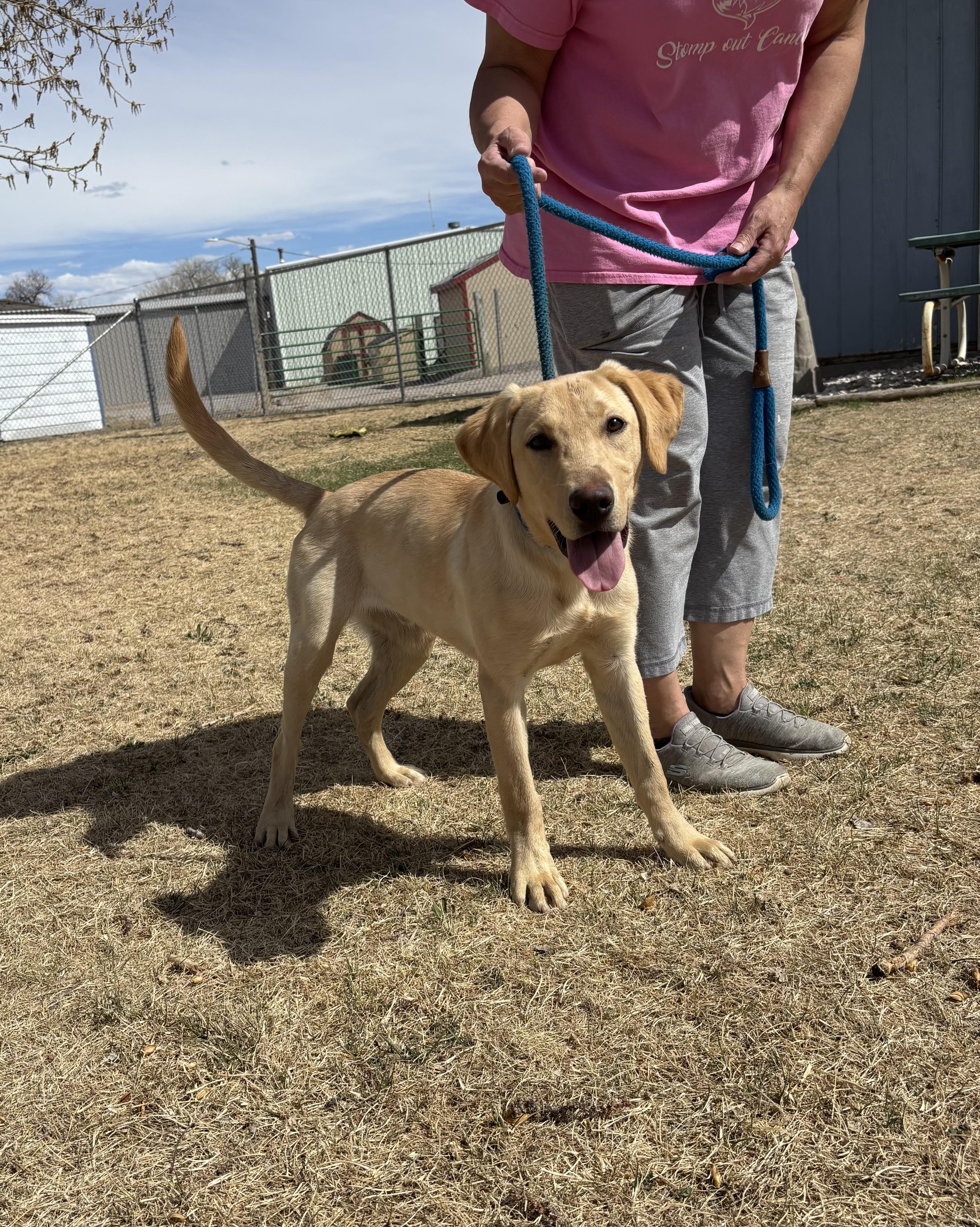 Chester, adoptable, Young Male Labrador Retriever.