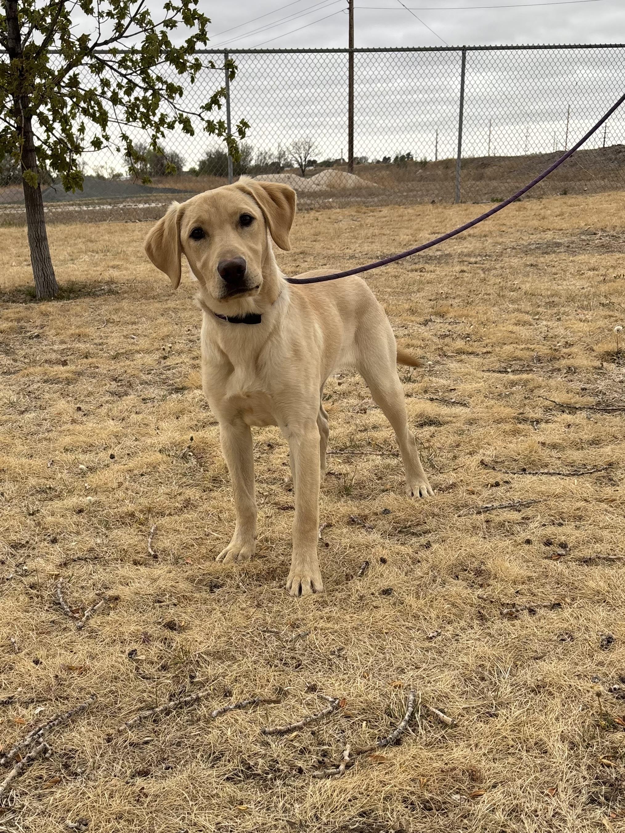 Enlarge Chester, an adopted Labrador Retriever in Torrington, WY image 1/3