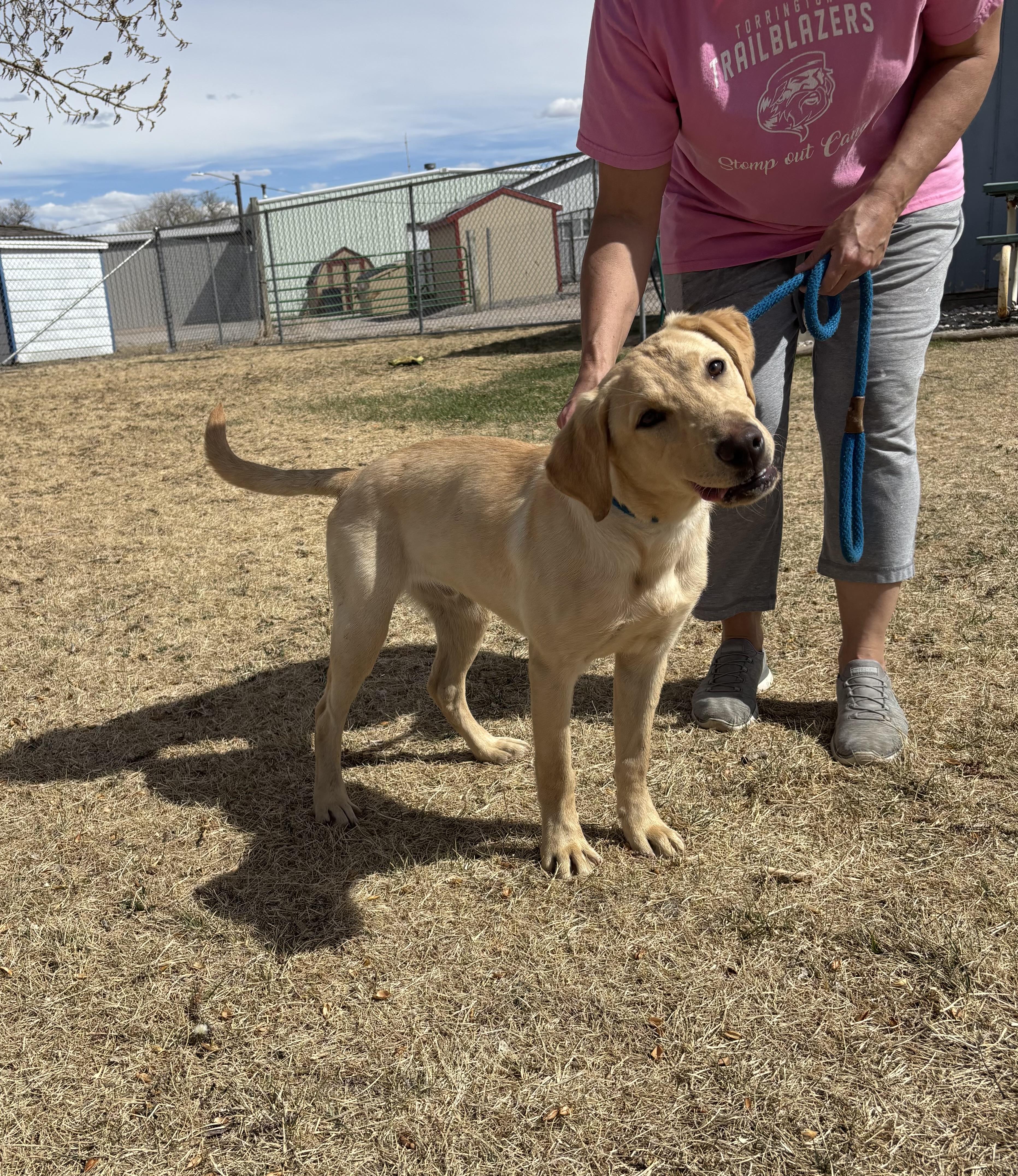 Enlarge Chester, an adoptable Labrador Retriever in Torrington, WY image 2/3