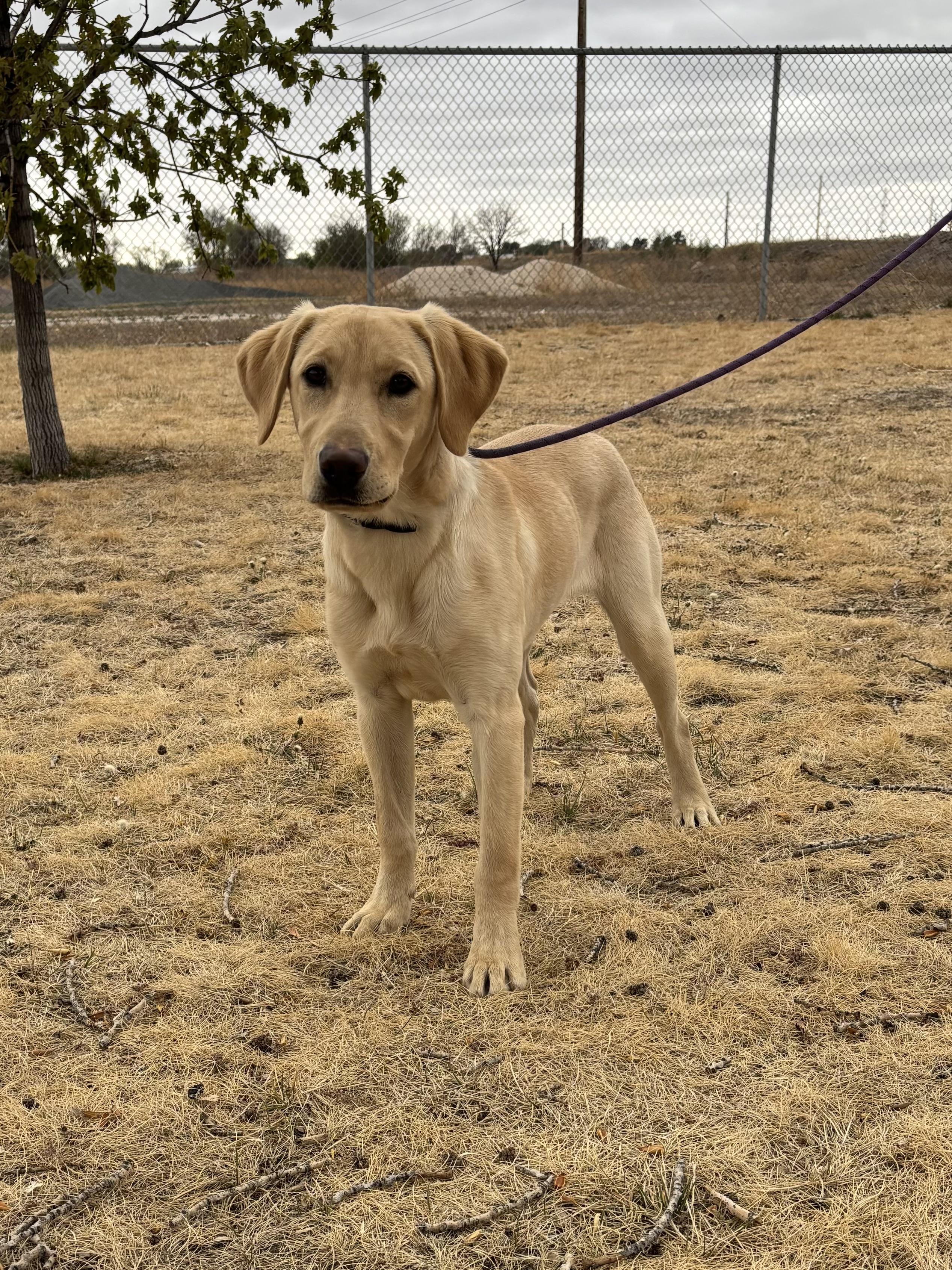 Enlarge Chester, an adopted Labrador Retriever in Torrington, WY image 2/3