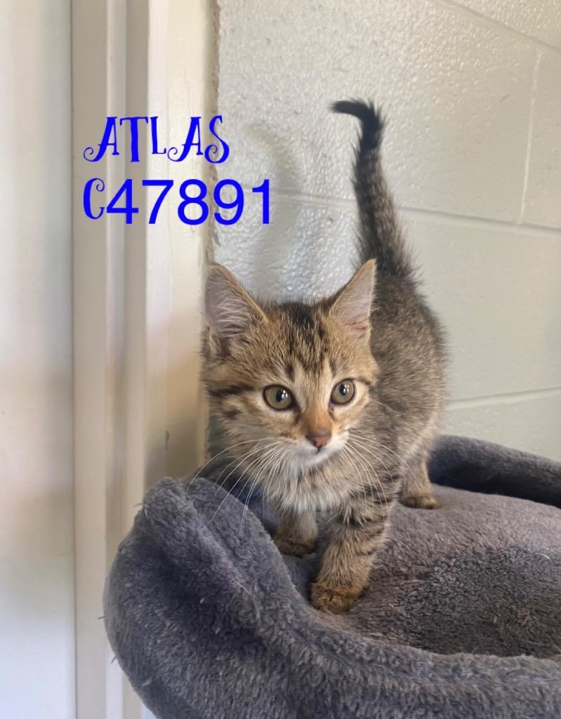 Atlas, Adoptable, Young Male Domestic Short Hair.