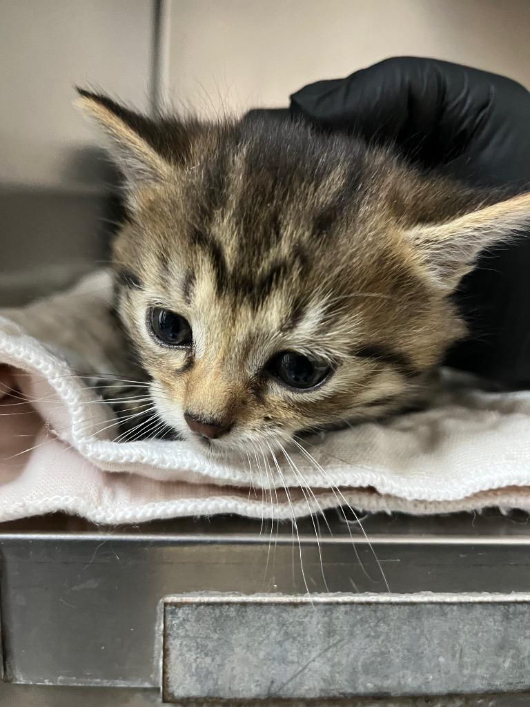 Enlarge Atlas, a Adoptable mixed breed in Clarksville, TN image 2/3