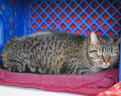 Enlarge Kirby, a Adoptable Domestic Short Hair in West Seneca, NY image 1/2