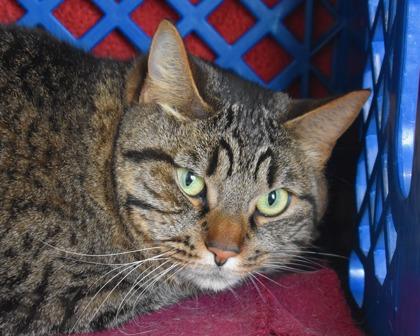 Enlarge Kirby, a Adoptable Domestic Short Hair in West Seneca, NY image 2/2