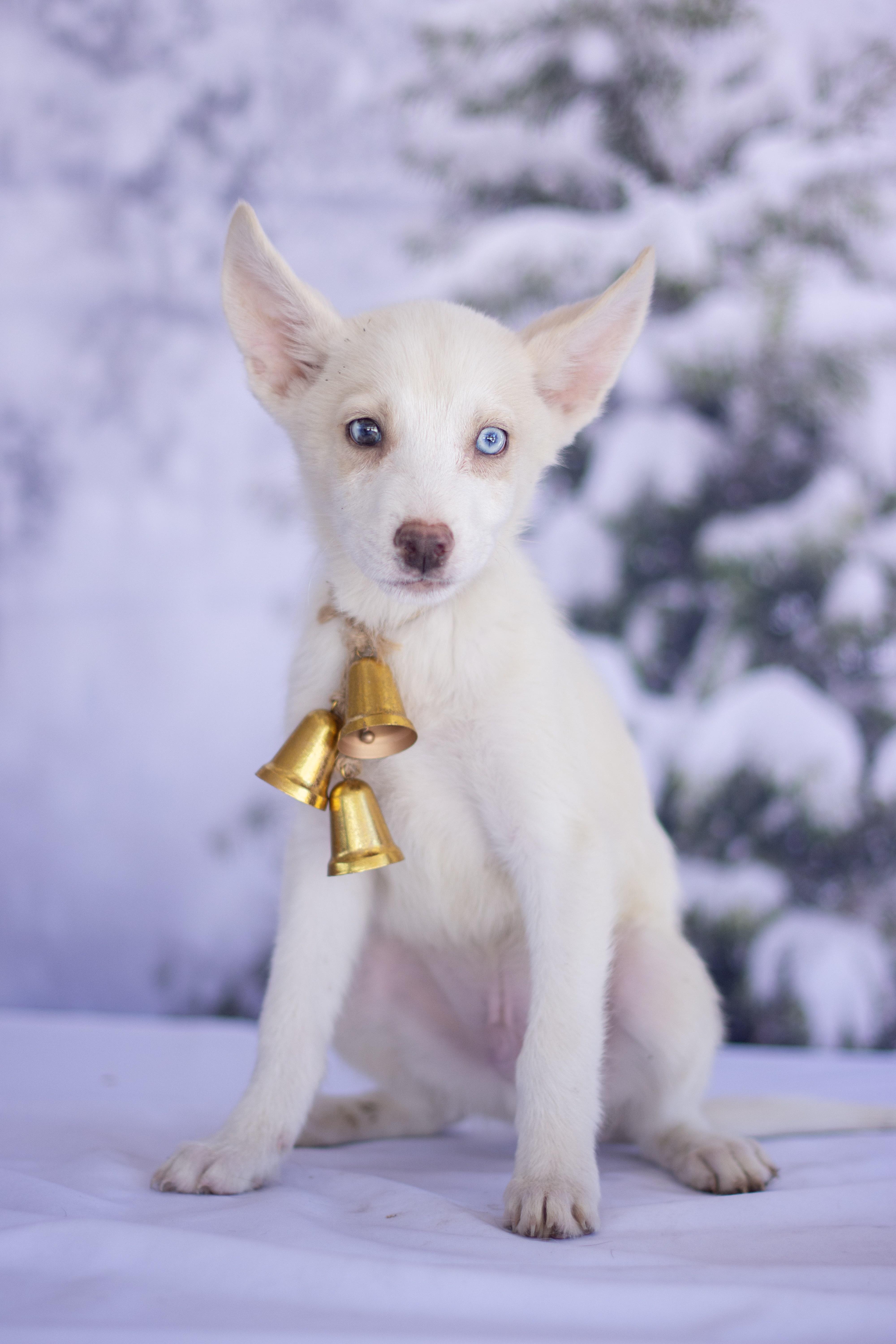 Tundra, ADOPTABLE, Puppy Male Husky.