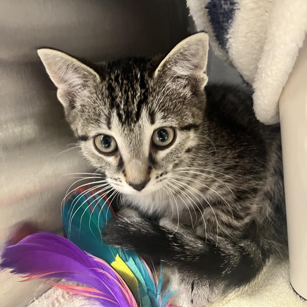 Enlarge Nebula, a Adoptable Domestic Short Hair in Fort Wayne, IN image 1/1