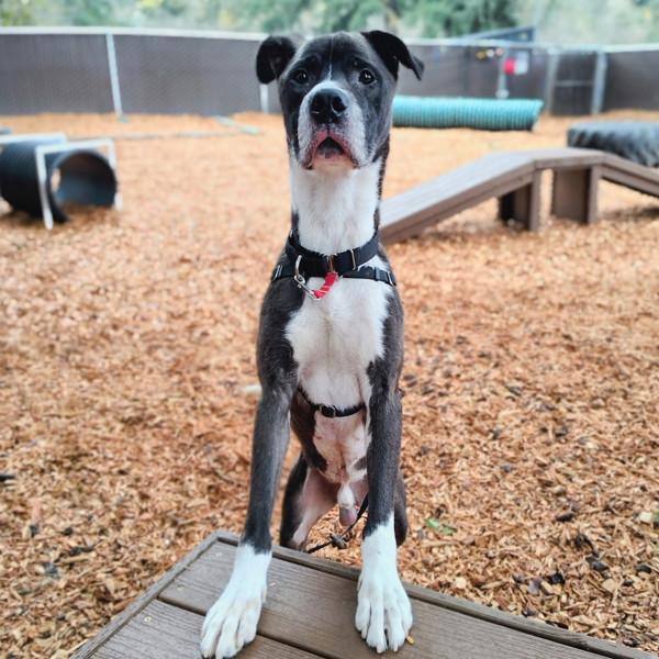 Enlarge Kreiger, a Adoptable mixed breed in Vancouver, WA image 1/6