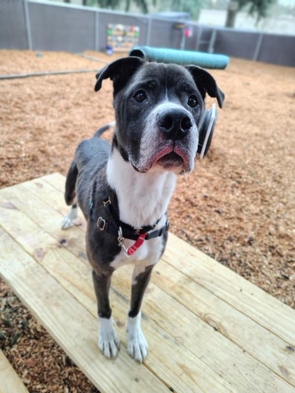 Enlarge Kreiger, a Adoptable mixed breed in Vancouver, WA image 3/6