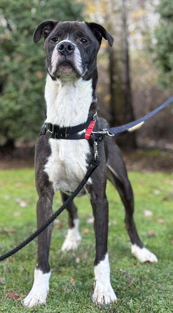Enlarge Kreiger, a Adoptable mixed breed in Vancouver, WA image 4/6