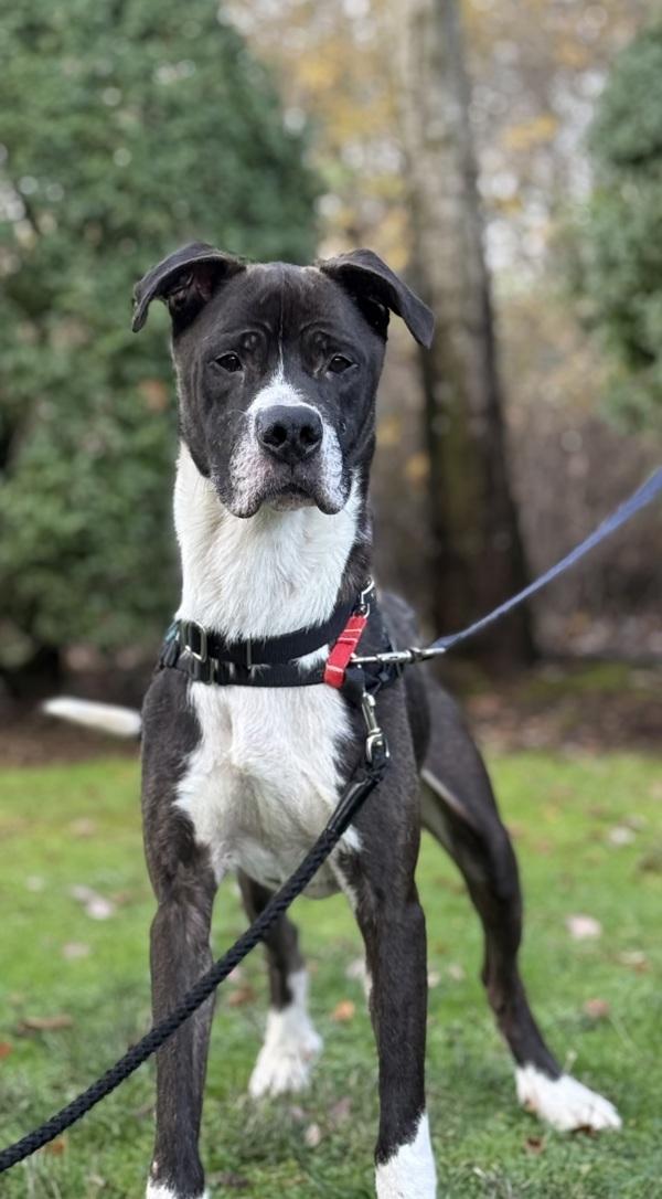 Enlarge Kreiger, a Adoptable mixed breed in Vancouver, WA image 5/6