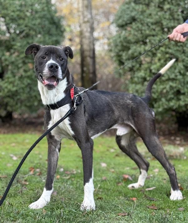 Enlarge Kreiger, a Adoptable mixed breed in Vancouver, WA image 6/6