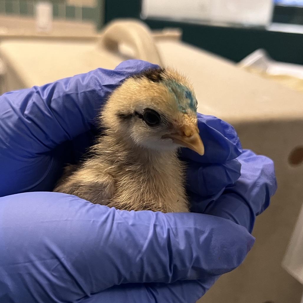 Leif, Adoptable, Baby Female Chicken.