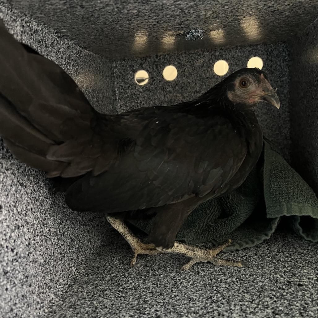 Enlarge Leif, a Adoptable Chicken in Pasadena, CA image 2/2