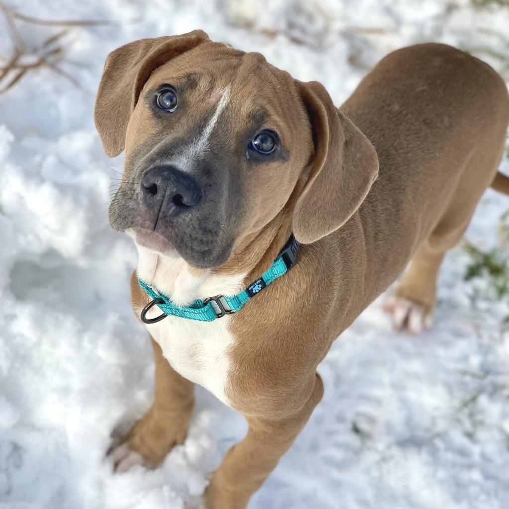 Terance, Adoptable, Puppy Male Shepherd & Mixed Breed.