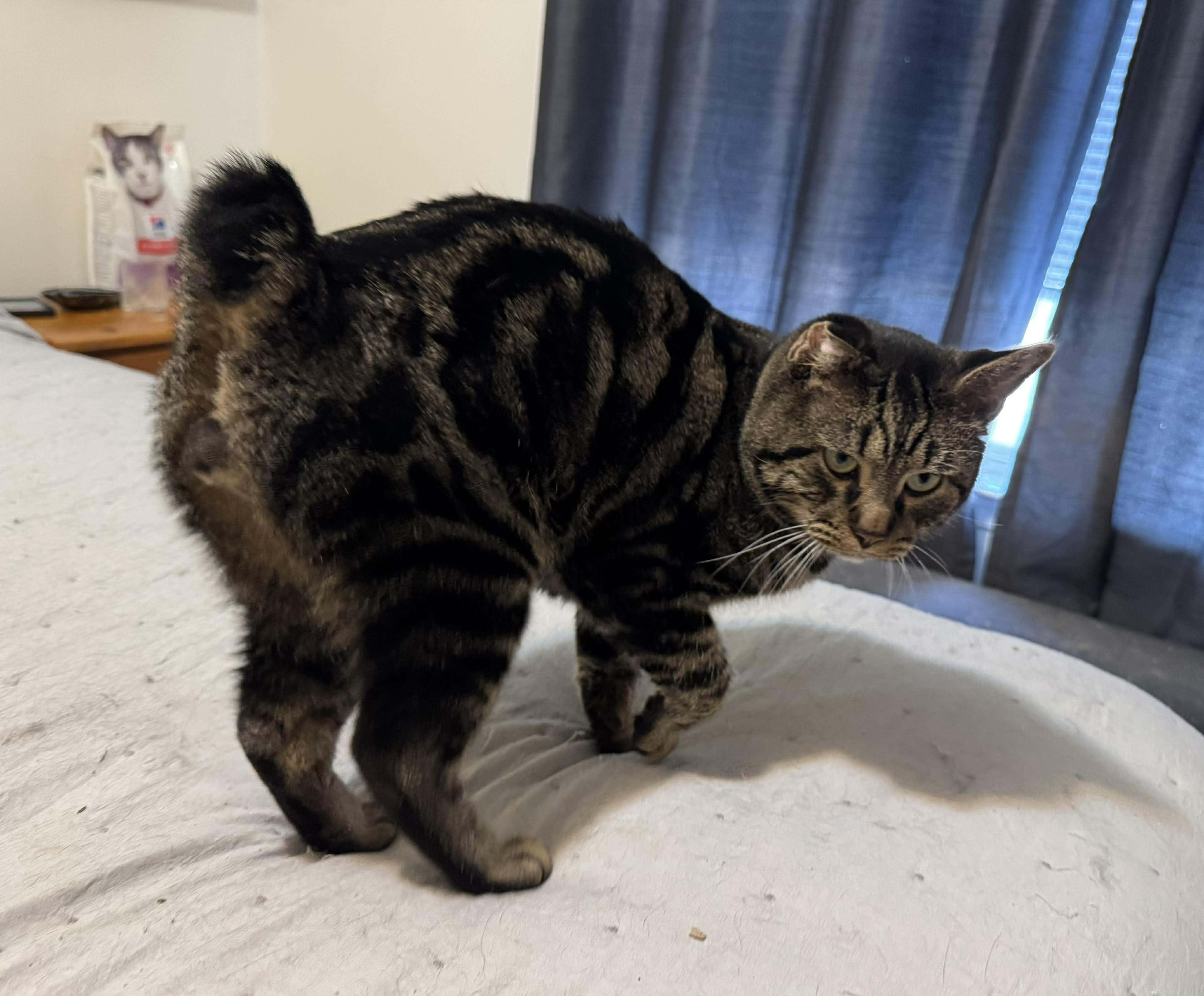 Enlarge Bale, a ADOPTABLE Domestic Short Hair in Manchester, MD image 2/4