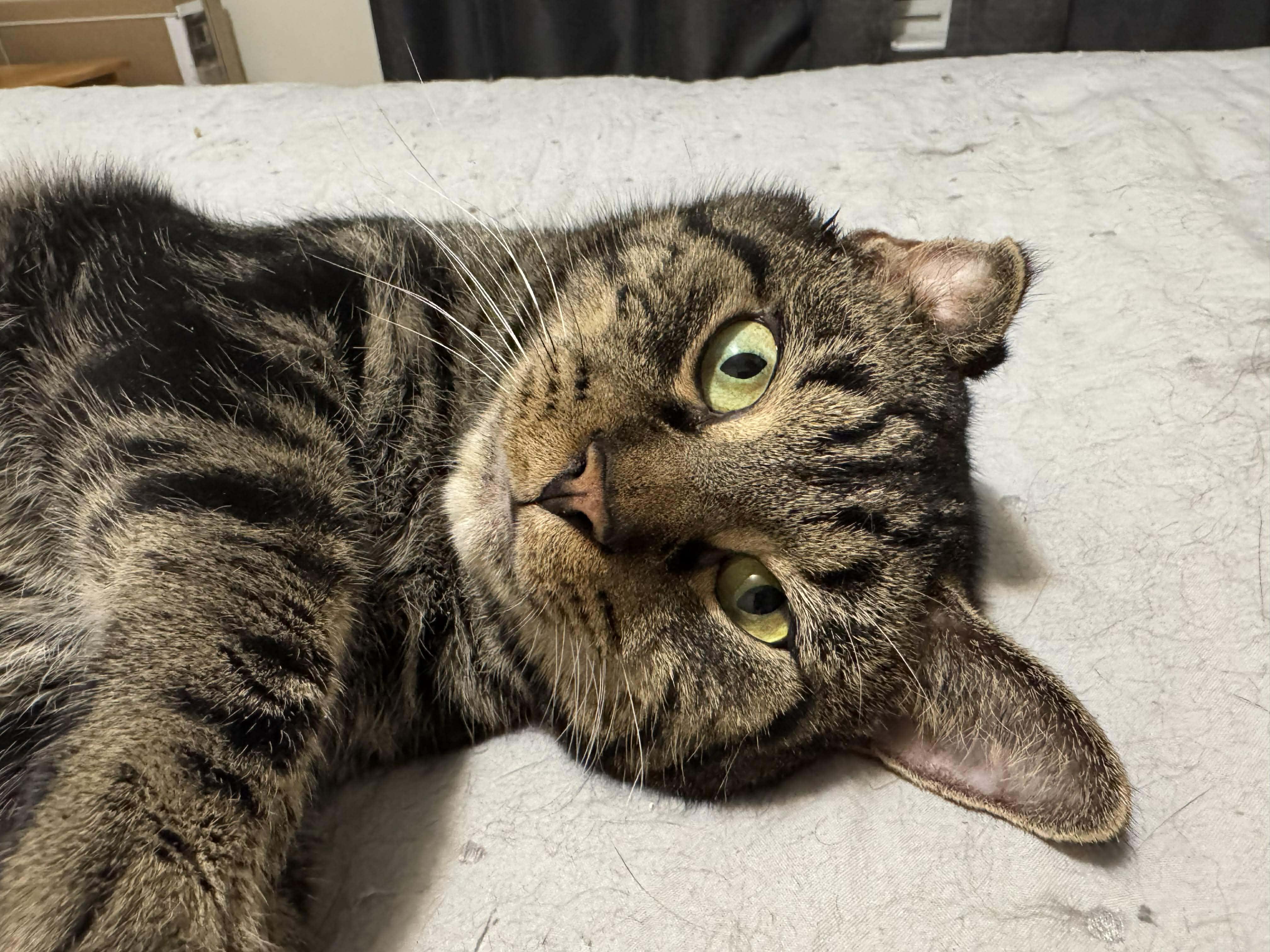 Bale, ADOPTABLE, Adult Male Domestic Short Hair.