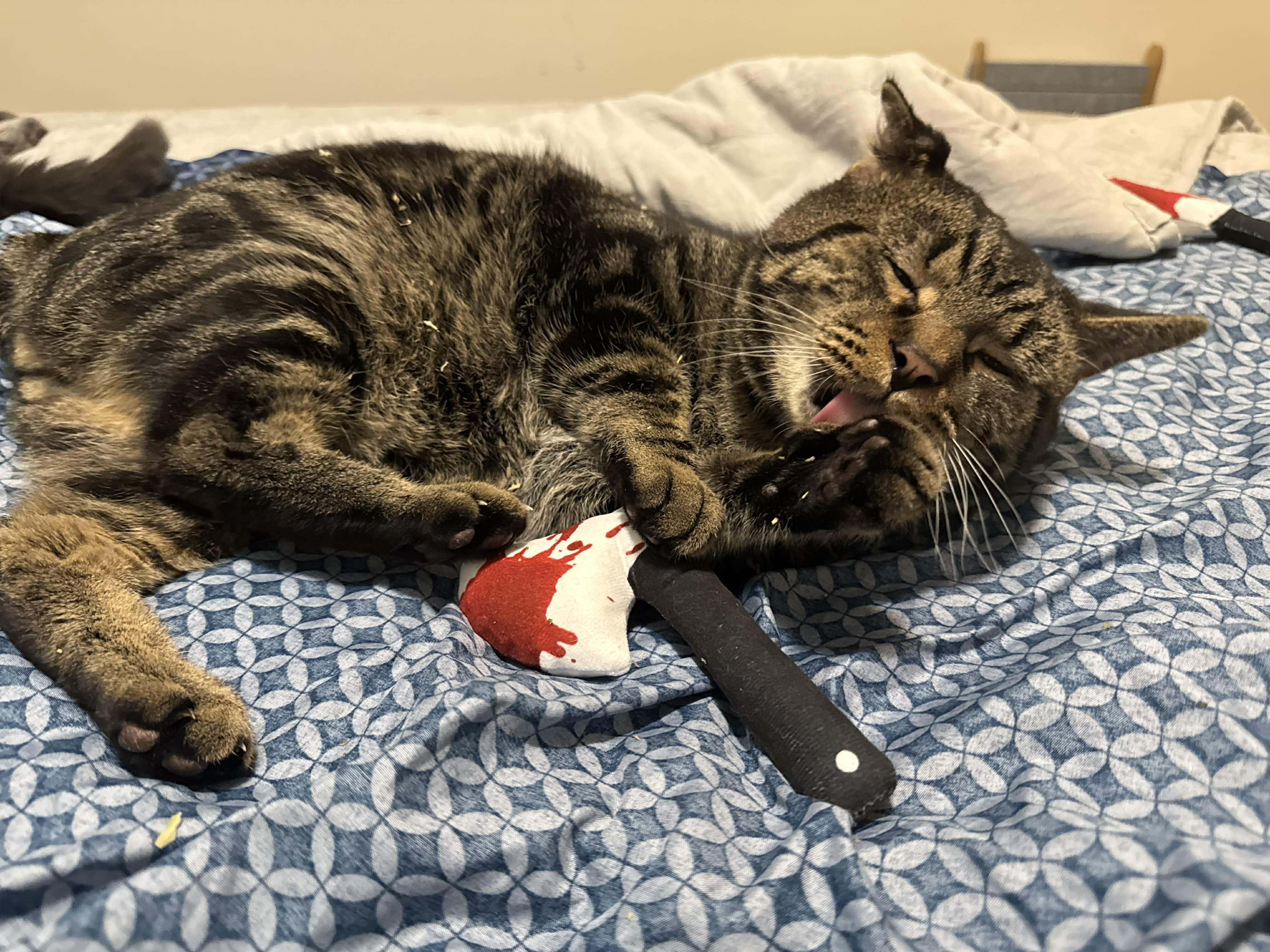 Enlarge Bale, a ADOPTABLE Domestic Short Hair in Manchester, MD image 4/4