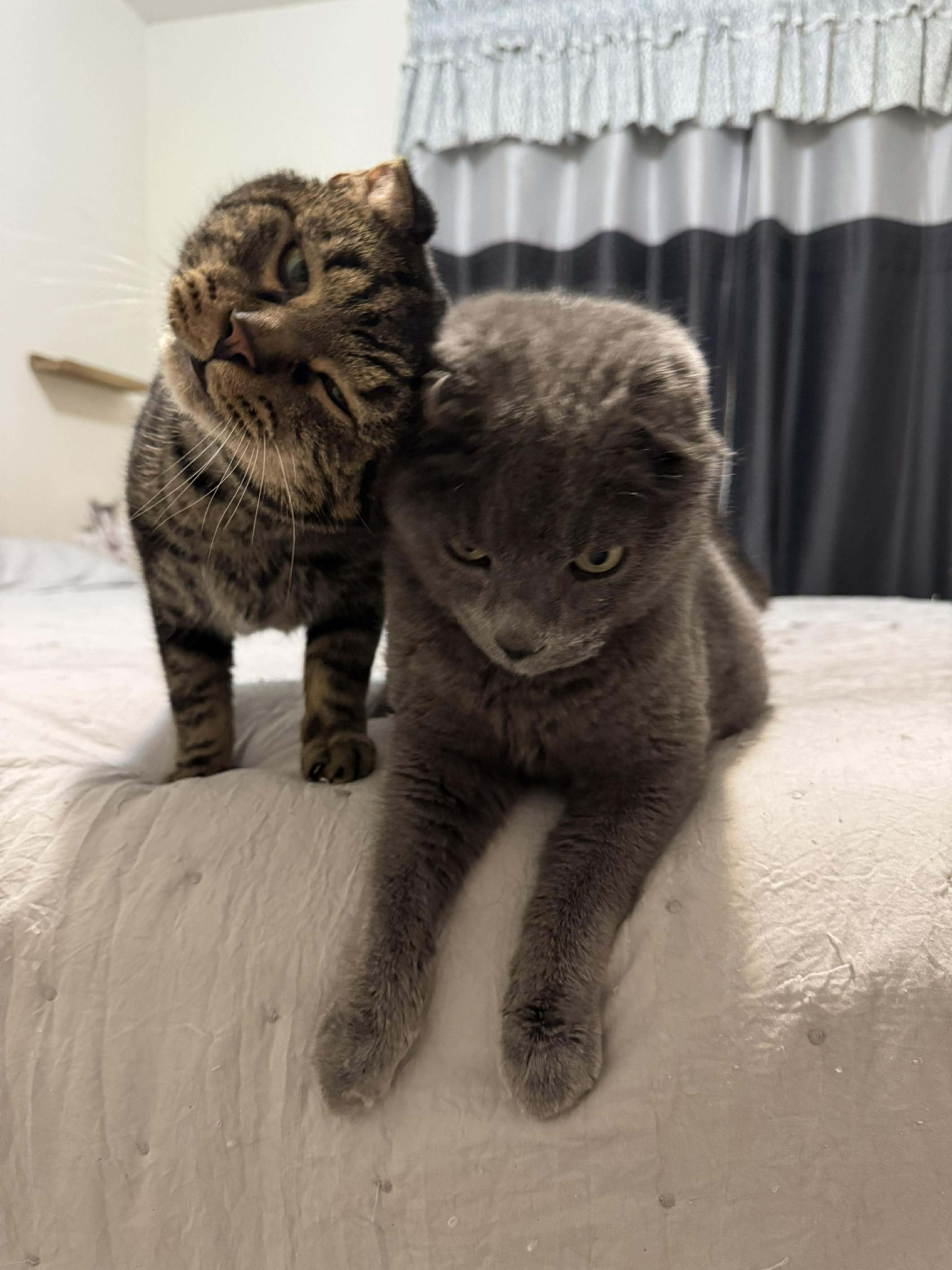 Enlarge Bale, a ADOPTABLE Domestic Short Hair in Manchester, MD image 3/4